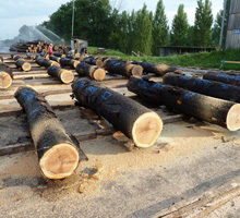 Wood trees for veneers production