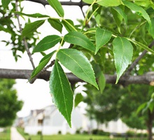 ASH Veneer