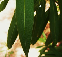 EUCALYPTUS VENEERs